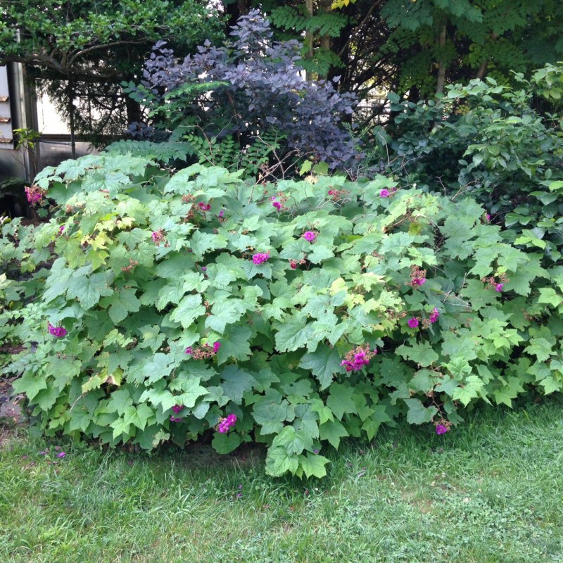 Малина душистая Rubus odoratus