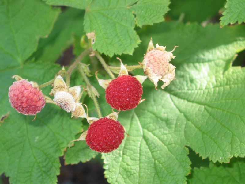 Клен малина душистая Rubus odoratus