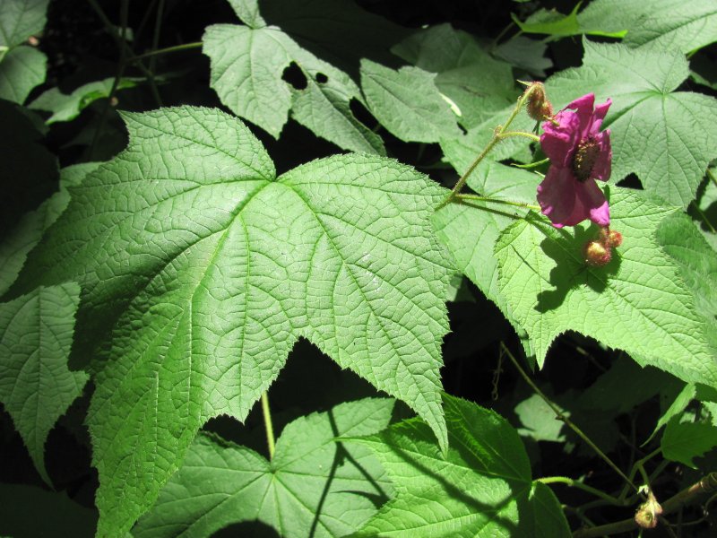 Клен малина душистая Rubus odoratus