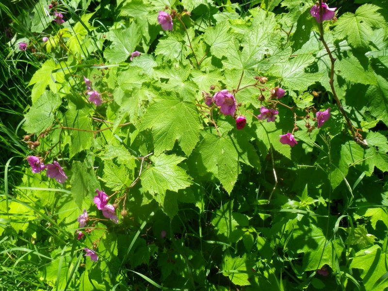 Rubus idaeus Fruit extract