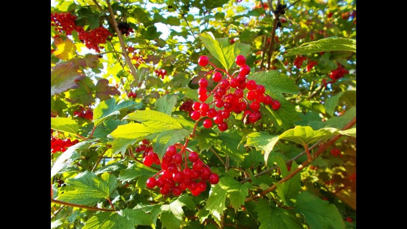 Калина Viburnum дерево