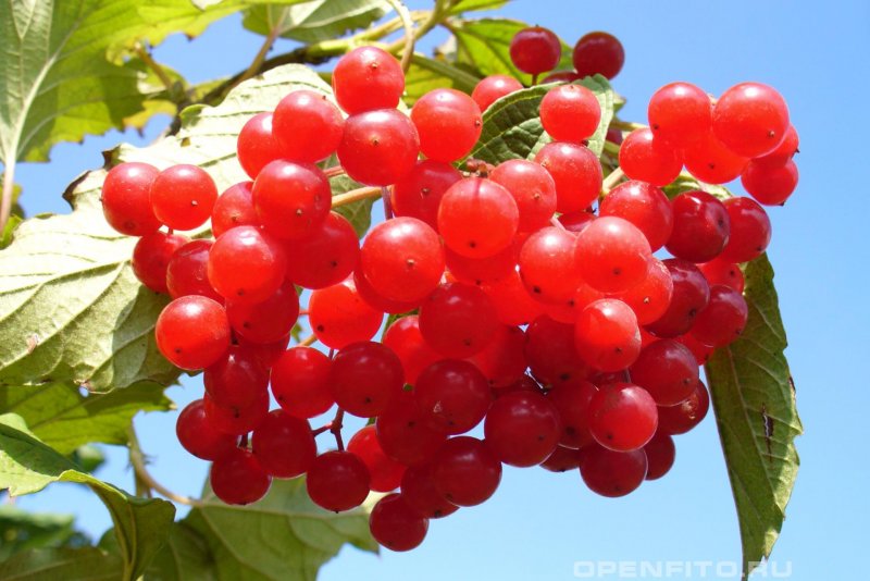 Калина (Viburnum)
