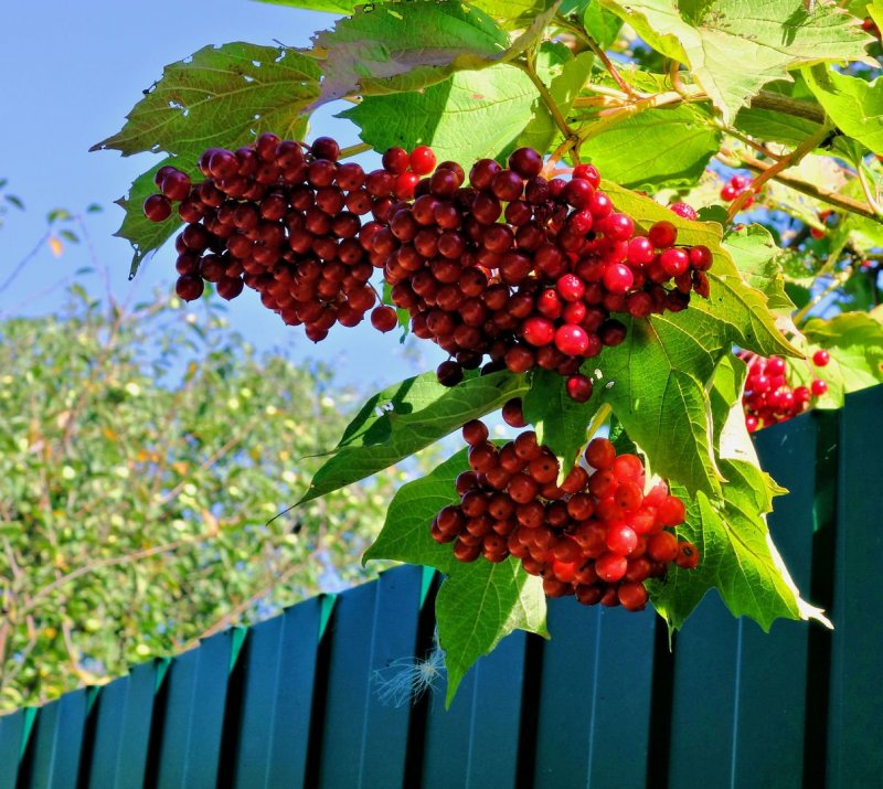 Ветка калины