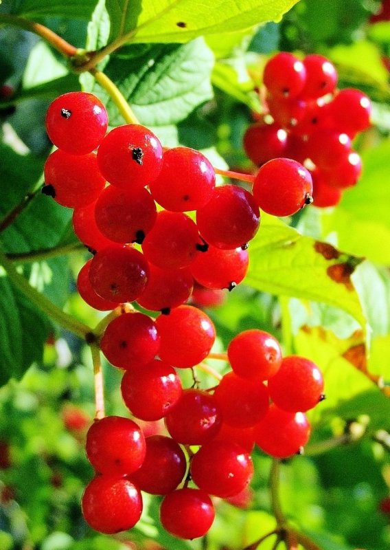 Калина плод костянка
