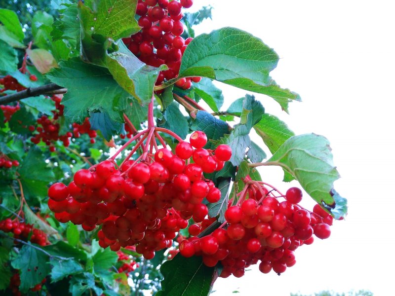 Калина Ульгень куст