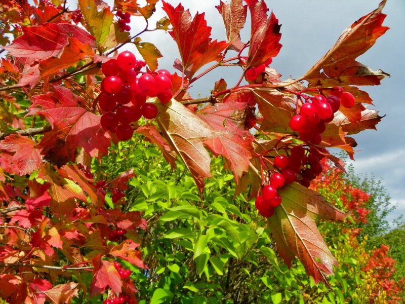 Калина Viburnum дерево