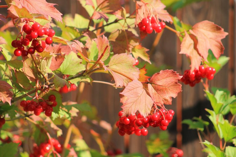 Калина Viburnum дерево