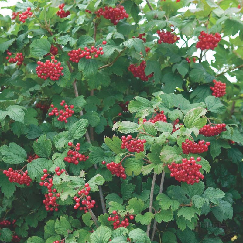 Калина обыкновенная Viburnum opulus