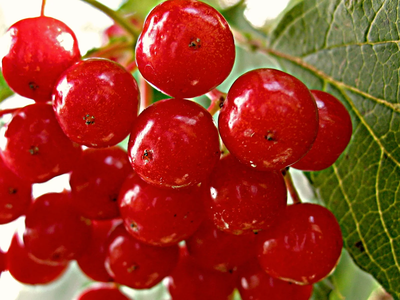 Калина Viburnum дерево