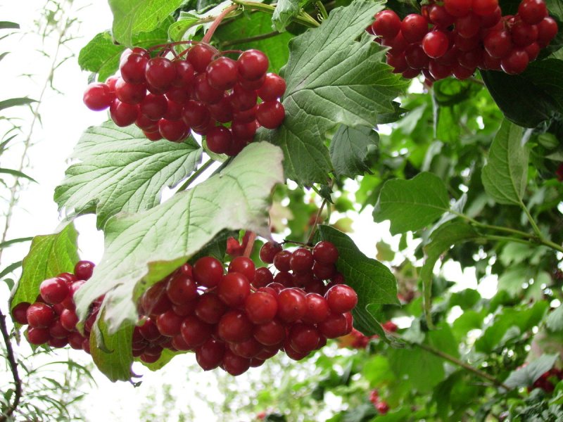 Калина куст
