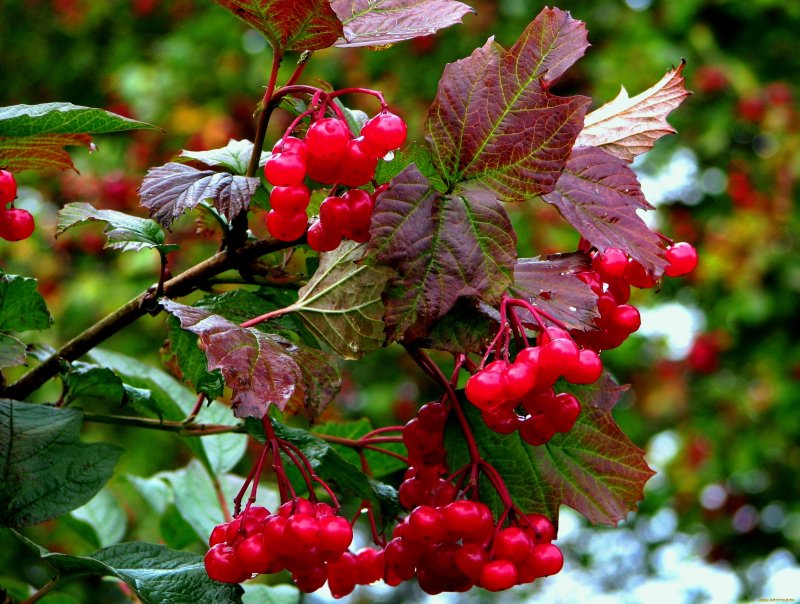 Калина (Viburnum) листья