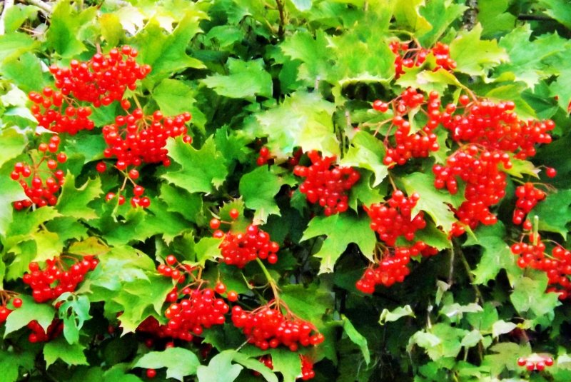 Калина (Viburnum)