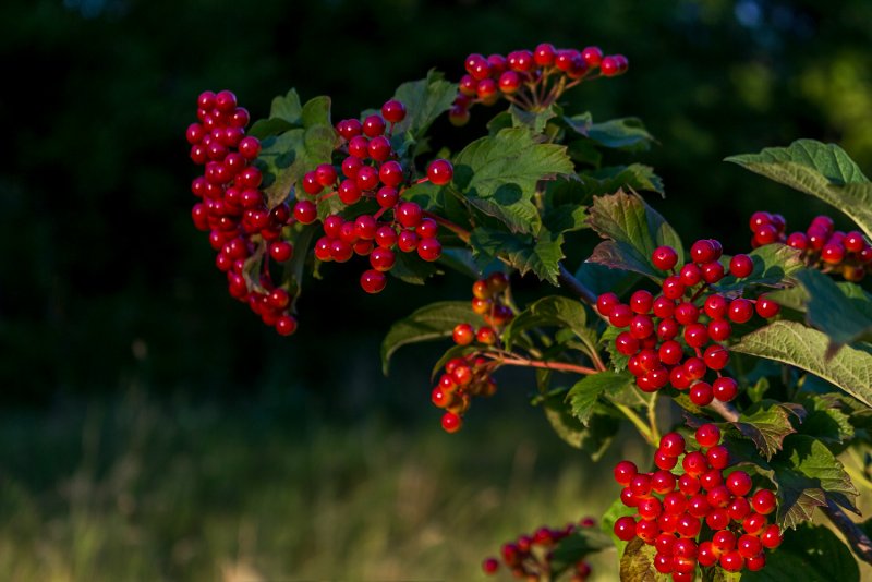 Калина красная природа