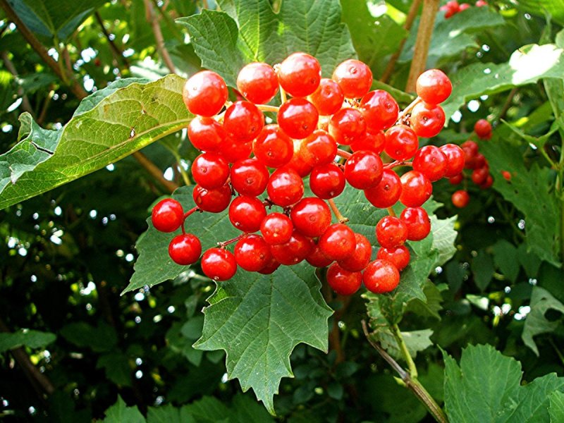 Калина обыкновенная (Viburnum opulus l.)