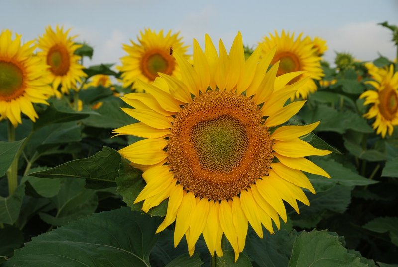 Helianthus annuus l.