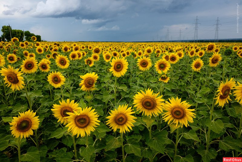 Подсолнечник (Helianthus)