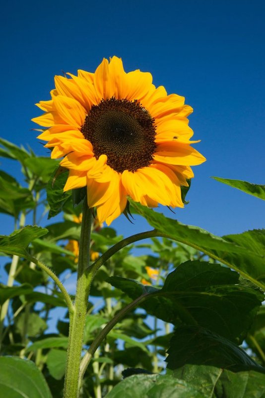 Подсолнух Girasoles