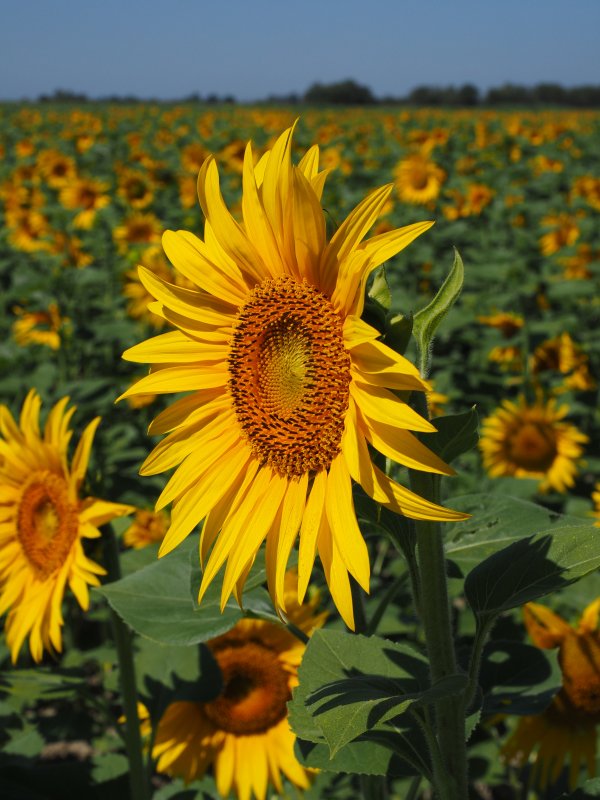 Helianthus annuus