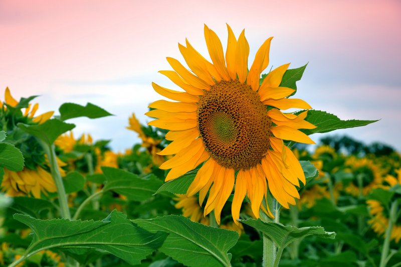 Подсолнечник (Helianthus)