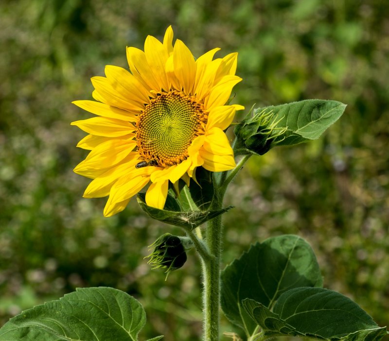Подсолнечник Floristan