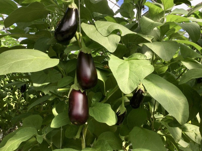 Solanum sessiliflorum