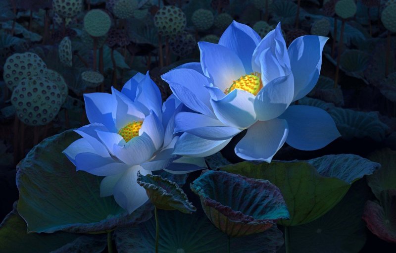 Голубой Лотос (Nymphaea caerulea)
