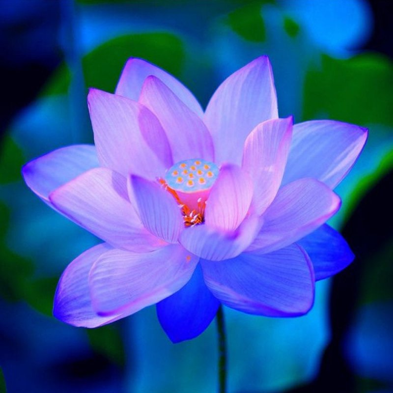 Голубой Лотос (Nymphaea caerulea)