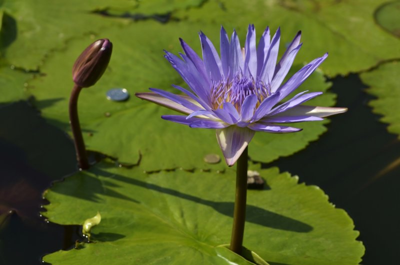 Голубой Лотос (Nymphaea caerulea)
