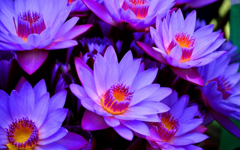Голубой Лотос (Nymphaea caerulea)