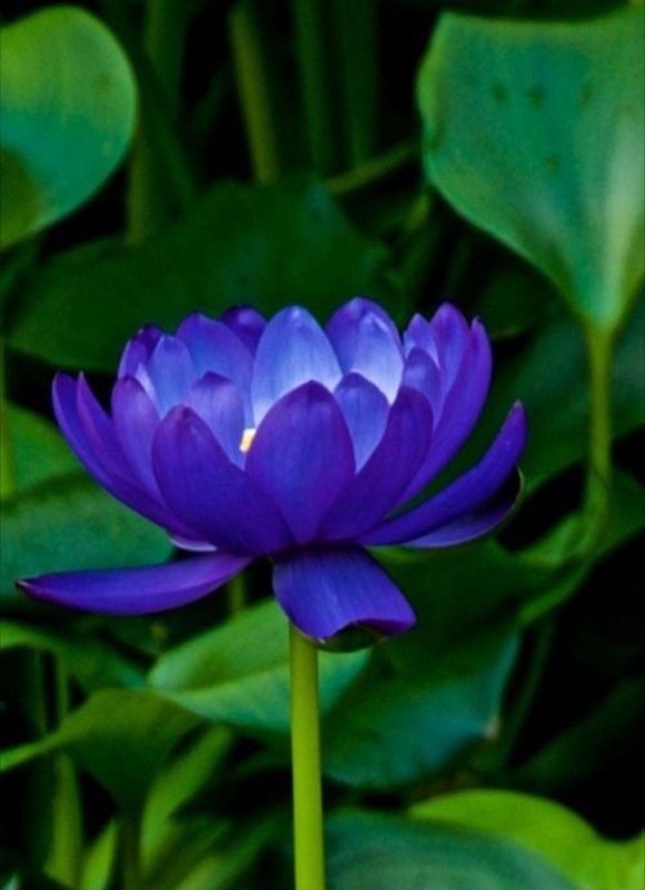 Голубой Лотос (растение вида Nymphea caerulea)