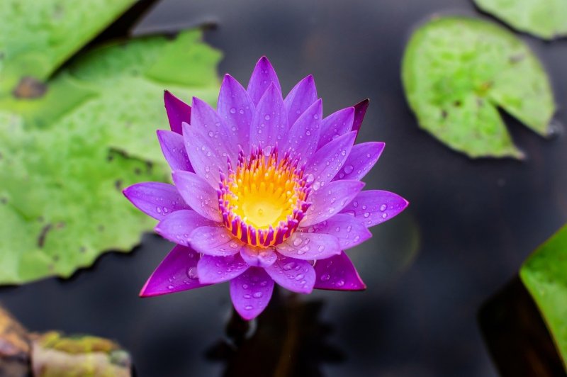 Кувшинка голубая Nymphaea caerulea