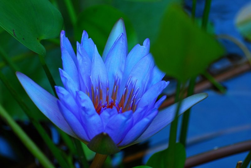 Голубой Лотос (Nymphaea caerulea)