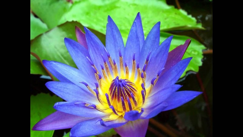 Голубой Лотос (Nymphaea caerulea)