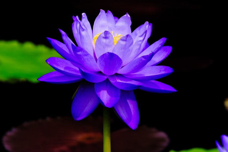 Голубой Лотос (Nymphaea caerulea)