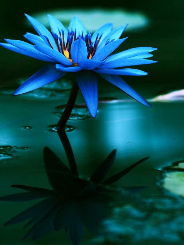 Голубой Лотос (Nymphaea caerulea)