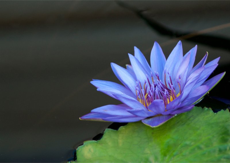 Голубой Лотос (Nymphaea caerulea)