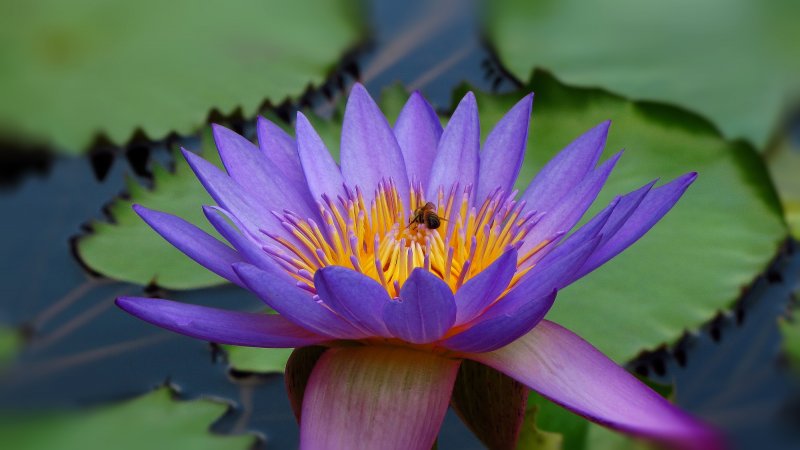 Голубой Лотос (Nymphaea caerulea)