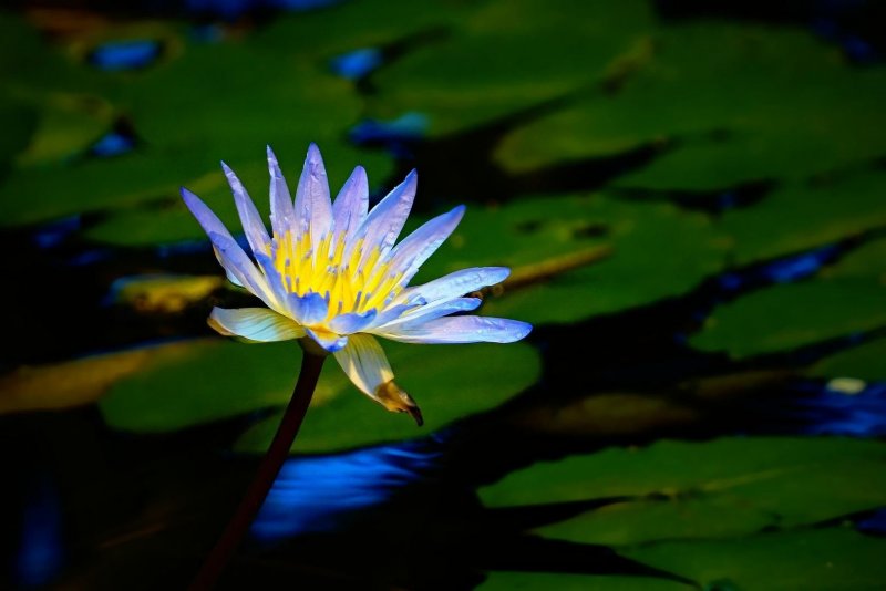 Кувшинка Nymphaea Fabiola
