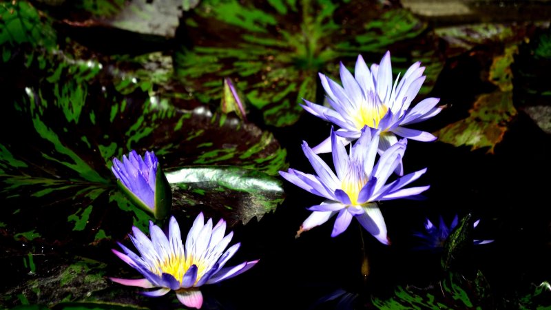 Голубой Лотос (Nymphaea caerulea)