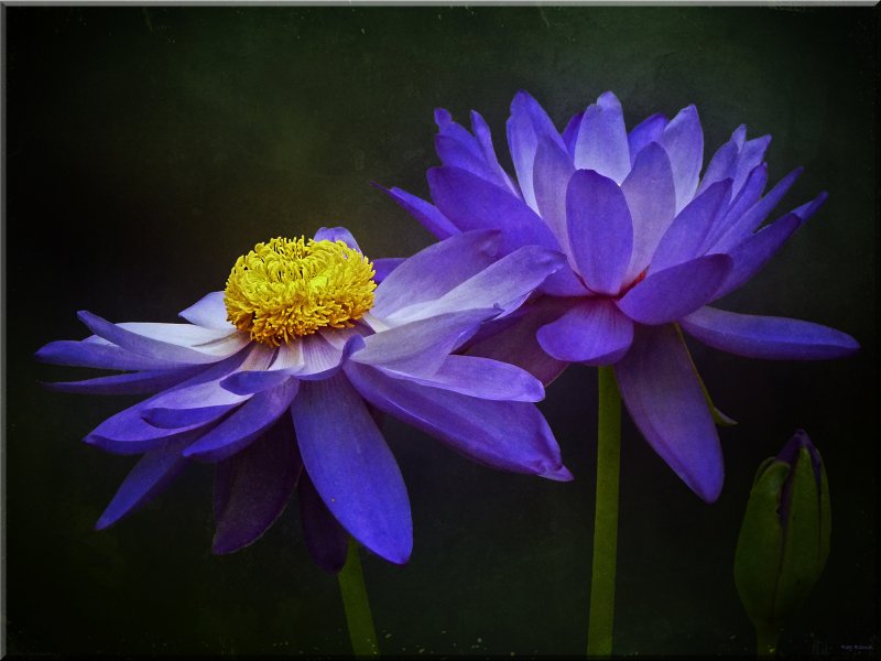 Голубой Лотос (растение вида Nymphea caerulea)