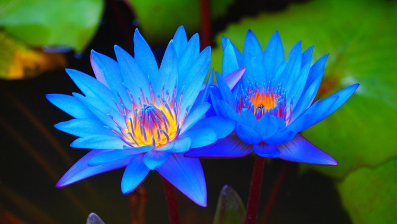 Голубой Лотос (Nymphaea caerulea)