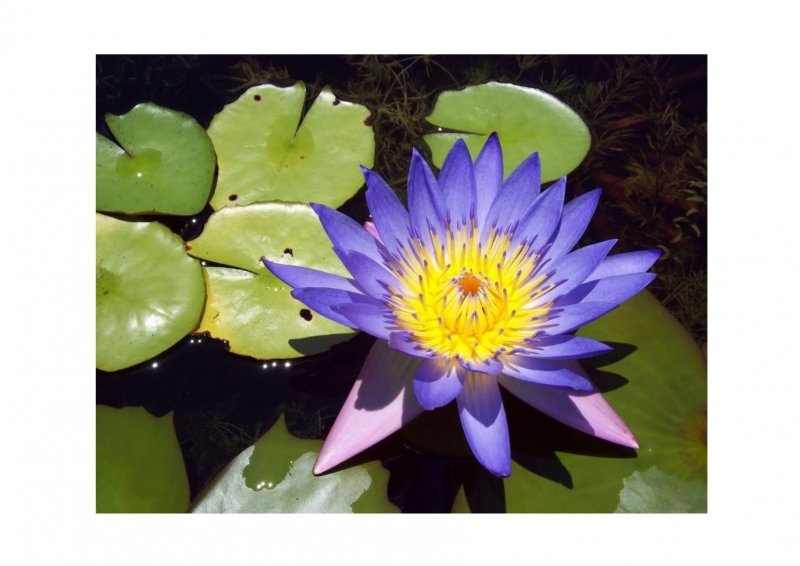 Голубой Лотос (Nymphaea caerulea)