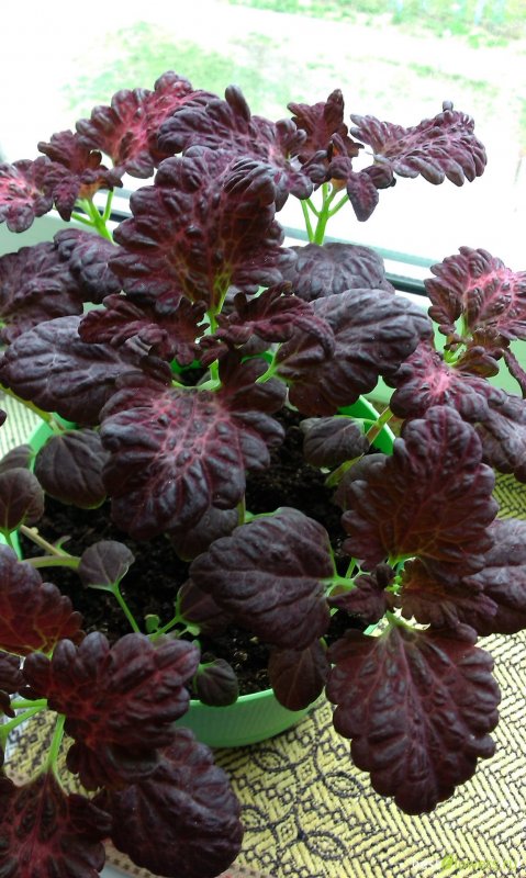 Колеус Coleus Black Dragon