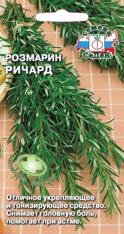 Лаванда дома в горшке