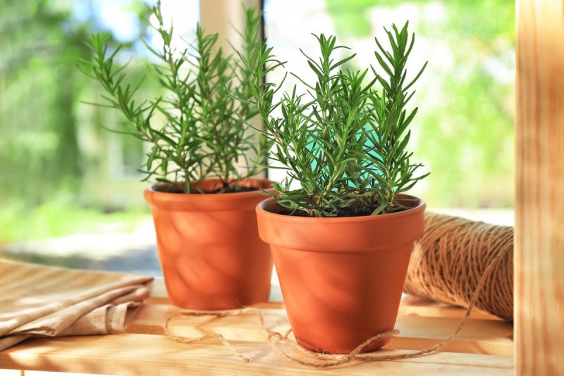 Rosmarinus officinalis Prostratus