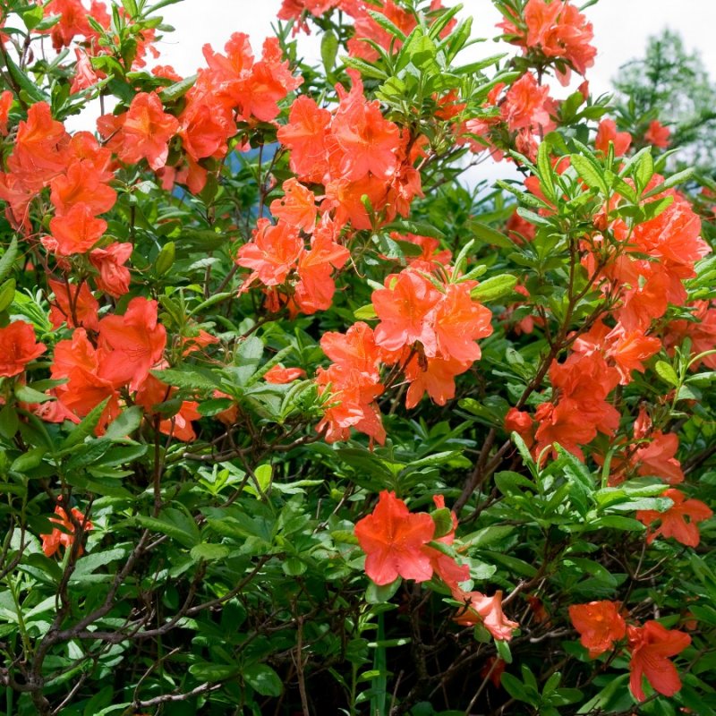 Рододендрон japonicum