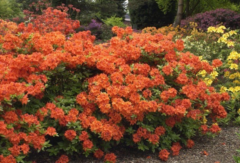 Рододендрон листопадный japonicum