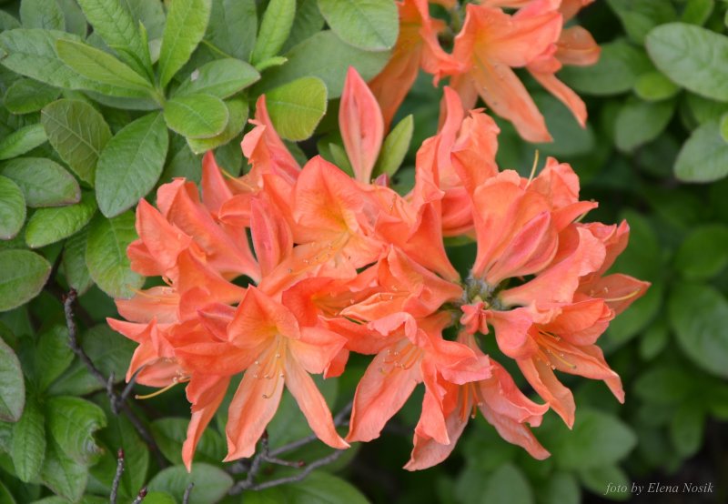 Рододендрон листопадный japonicum