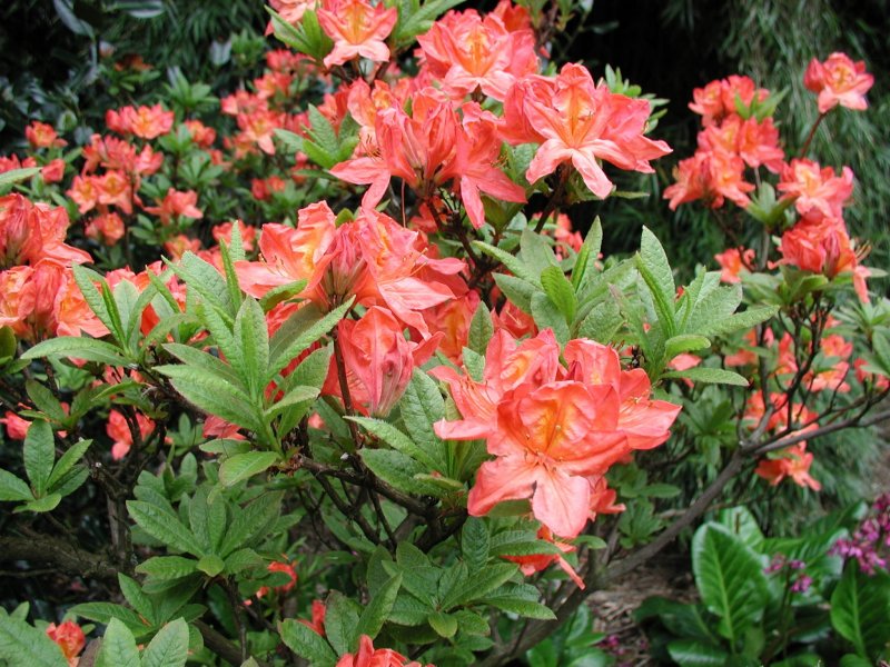Рододендрон листопадный Азалия японский japonicum