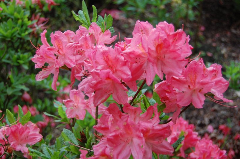 Rhododendron japonicum